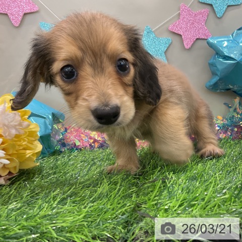 ミニチュア・ダックスフンドの写真