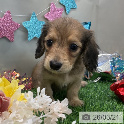 ミニチュア・ダックスフンドの写真