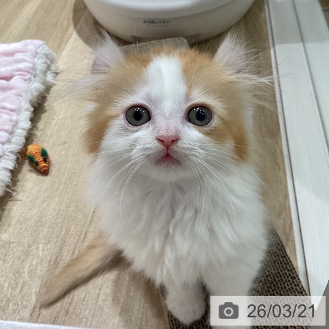 埼玉県のアメリカンカール (ペットプラス ピオニウォーク東松山店/2026年1月16日生まれ/女の子/レッドホワイト)の子猫の3枚目の画像