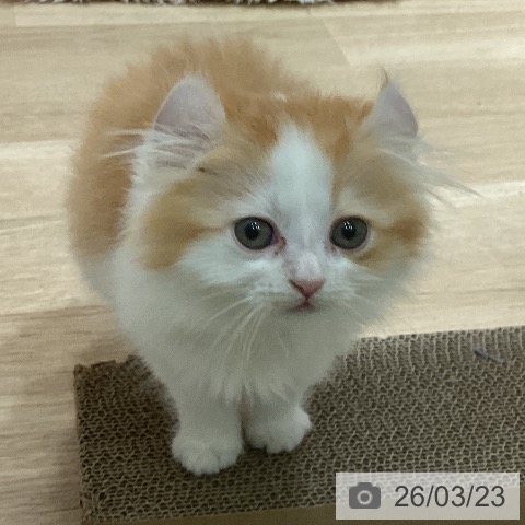 埼玉県のアメリカンカール (ペッツワン 新座店/2026年1月16日生まれ/女の子/レッドホワイト)の子猫の4枚目の画像