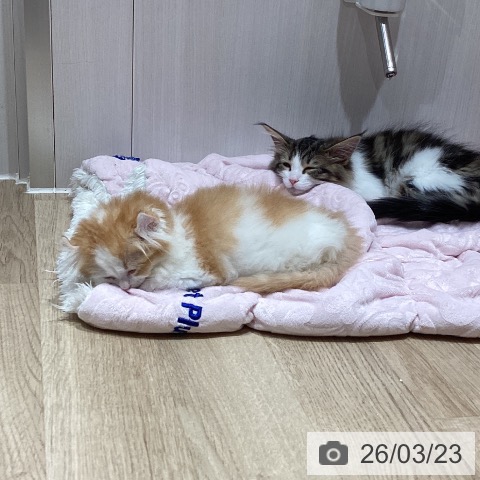 埼玉県のアメリカンカール (ペッツワン 新座店/2026年1月16日生まれ/女の子/レッドホワイト)の子猫の3枚目の画像