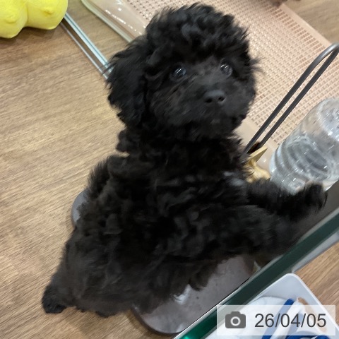 埼玉県のトイプードル(トイ) (ペッツワン 吉川美南店/2026年1月18日生まれ/男の子/ブラック)の子犬の4枚目の画像