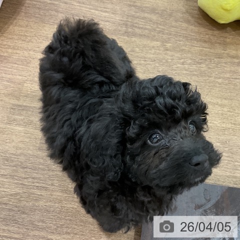 埼玉県のトイプードル(トイ) (ペッツワン 吉川美南店/2026年1月18日生まれ/男の子/ブラック)の子犬の3枚目の画像