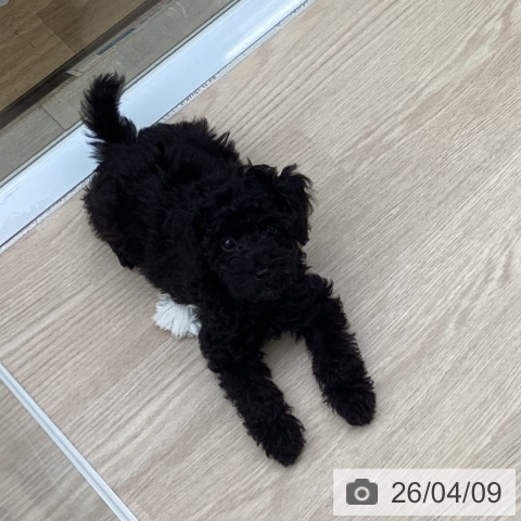 埼玉県のトイプードル(トイ) (ペットプラス 八潮店/2026年1月19日生まれ/男の子/ブラック)の子犬の3枚目の画像