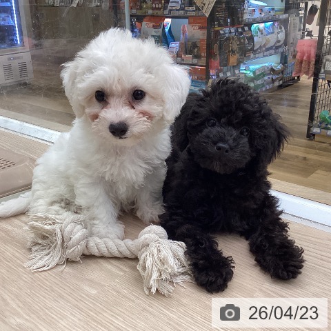 埼玉県のトイプードル(トイ) (ペットプラス 八潮店/2026年1月19日生まれ/男の子/ブラック)の子犬の3枚目の画像