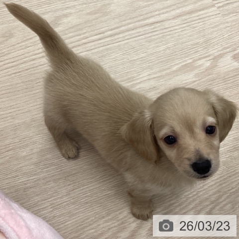 埼玉県のミニチュアダックスフンド(ロング) (ペットプラス 川口店/2026年1月19日生まれ/男の子/イエロー)の子犬の3枚目の画像