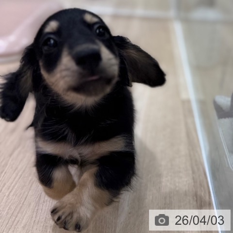 東京都のミニチュアダックスフンド(ロング) (ペットプラス MARK IS 葛飾かなまち店/2026年1月19日生まれ/女の子/ブラックイエロー)の子犬の4枚目の画像