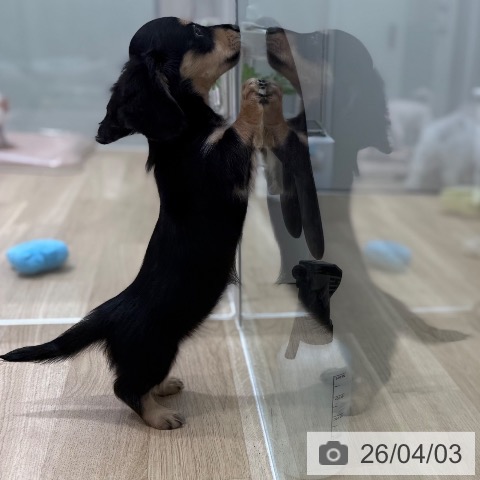 東京都のミニチュアダックスフンド(ロング) (ペットプラス MARK IS 葛飾かなまち店/2026年1月19日生まれ/女の子/ブラックイエロー)の子犬の3枚目の画像