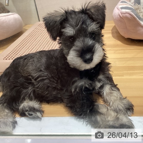 神奈川県のミニチュアシュナウザー (ペットプラス ビアレ横浜店/2026年1月18日生まれ/男の子/ソルトペッパー)の子犬の3枚目の画像