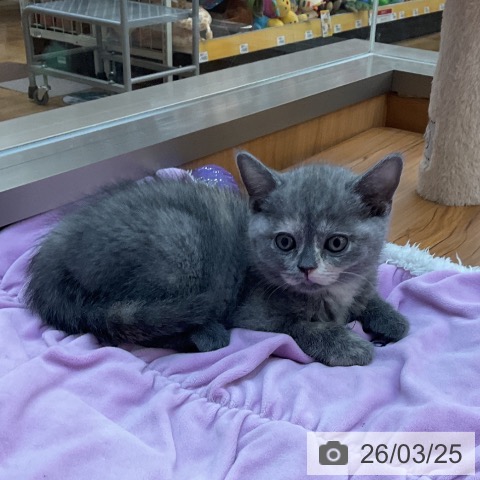 東京都のブリティッシュショートヘアー (ペッツワン 南砂町SUNAMO店/2026年1月20日生まれ/女の子/ブルークリーム)の子猫の4枚目の画像
