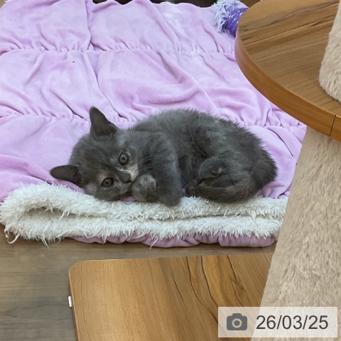 東京都のブリティッシュショートヘアー (ペッツワン 南砂町SUNAMO店/2026年1月20日生まれ/女の子/ブルークリーム)の子猫の3枚目の画像