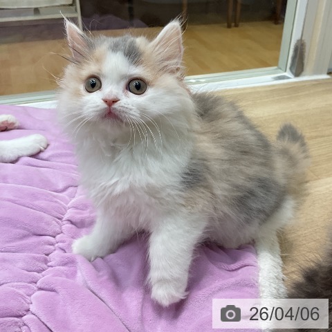 埼玉県のブリティッシュショートヘアー (ペットプラス ららぽーと新三郷店/2026年1月20日生まれ/女の子/ダイリュートキャリコ)の子猫の4枚目の画像