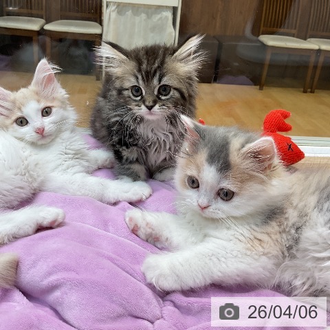 埼玉県のブリティッシュショートヘアー (ペットプラス ららぽーと新三郷店/2026年1月20日生まれ/女の子/ダイリュートキャリコ)の子猫の3枚目の画像