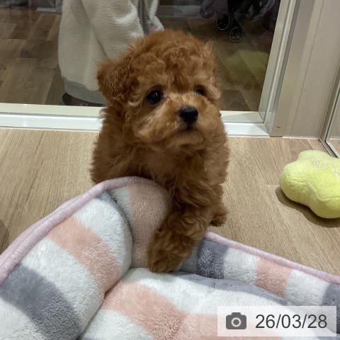 宮城県のトイプードル(トイ) (ペットプラス 仙台上杉店/2026年1月20日生まれ/男の子/レッド)の子犬の4枚目の画像