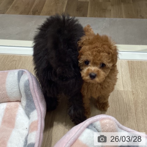 宮城県のトイプードル(トイ) (ペットプラス 仙台上杉店/2026年1月20日生まれ/男の子/レッド)の子犬の3枚目の画像
