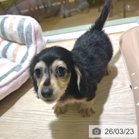 東京都のミニチュアダックスフンド(ロング) (ペットプラス 板橋店/2026年1月7日生まれ/男の子/ブラックタン)の子犬の4枚目の画像