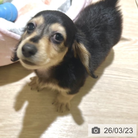 東京都のミニチュアダックスフンド(ロング) (ペットプラス 板橋店/2026年1月7日生まれ/男の子/ブラックタン)の子犬の3枚目の画像