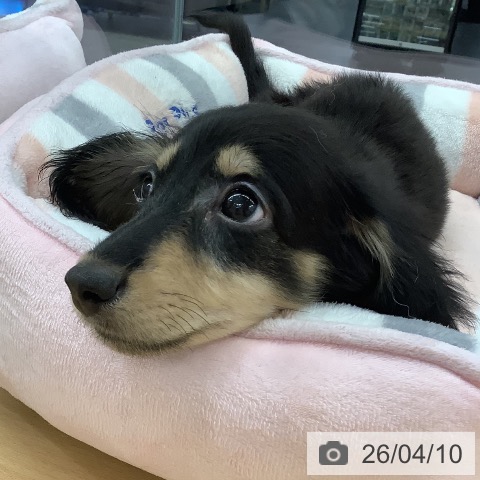 長野県のミニチュアダックスフンド(ロング) (ペットプラス 松本店/2026年1月7日生まれ/男の子/ブラックタン)の子犬の3枚目の画像