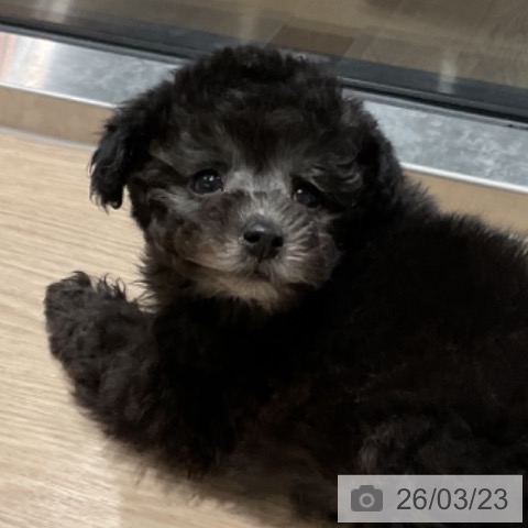 トイ・プードルの写真