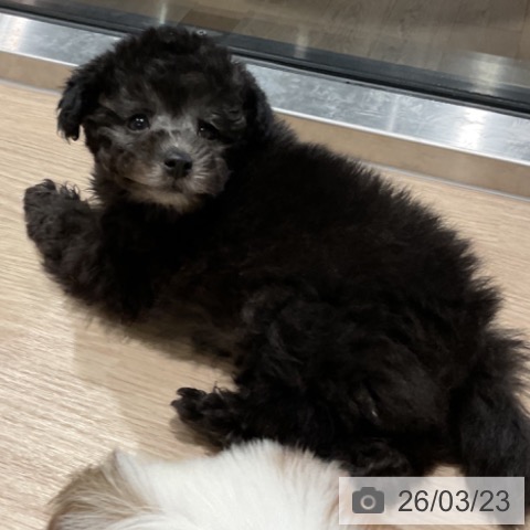 トイ・プードルの写真