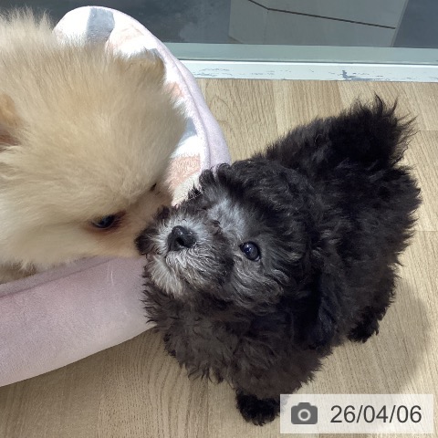 茨城県のトイプードル(トイ) (ペットプラス つくば店/2026年1月18日生まれ/男の子/グレー)の子犬の4枚目の画像