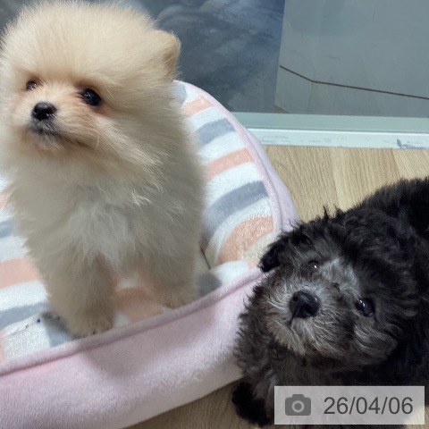 茨城県のトイプードル(トイ) (ペットプラス つくば店/2026年1月18日生まれ/男の子/グレー)の子犬の3枚目の画像