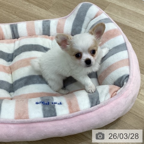 群馬県のチワワ(ロング) (ペットプラス 前橋店/2026年1月19日生まれ/男の子/ホワイトクリーム)の子犬の4枚目の画像