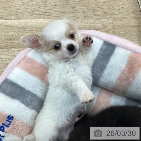 群馬県のチワワ(ロング) (ペットプラス 前橋店/2026年1月19日生まれ/男の子/ホワイトクリーム)の子犬の3枚目の画像