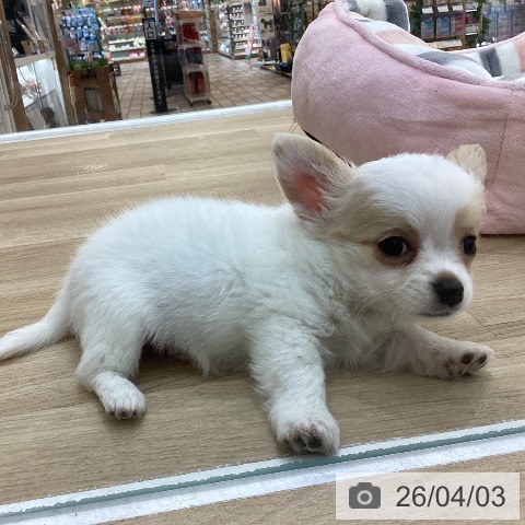 群馬県のチワワ(ロング) (ペットプラス 前橋店/2026年1月19日生まれ/男の子/ホワイトクリーム)の子犬の3枚目の画像