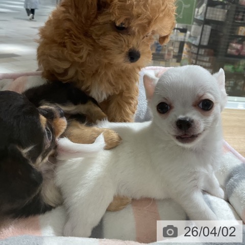 神奈川県のチワワ(ロング) (ペットプラス 湘南平塚店/2026年1月20日生まれ/女の子/ホワイトクリーム)の子犬の4枚目の画像