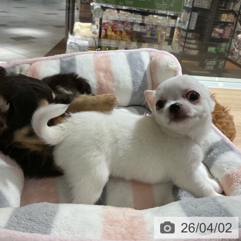 神奈川県のチワワ(ロング) (ペットプラス 湘南平塚店/2026年1月20日生まれ/女の子/ホワイトクリーム)の子犬の3枚目の画像