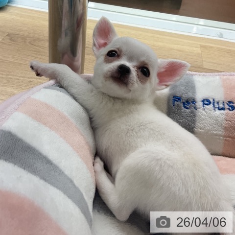 神奈川県のチワワ(ロング) (ペットプラス 湘南平塚店/2026年1月20日生まれ/女の子/ホワイトクリーム)の子犬の3枚目の画像