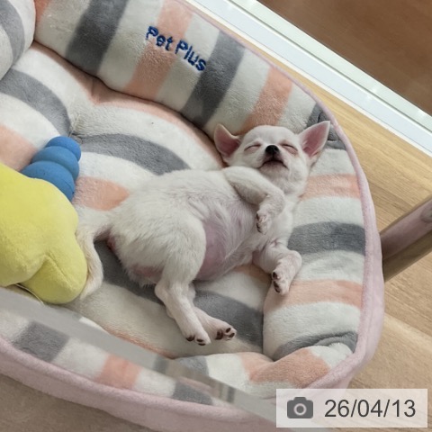 神奈川県のチワワ(ロング) (ペットプラス 湘南平塚店/2026年1月20日生まれ/女の子/ホワイトクリーム)の子犬の3枚目の画像