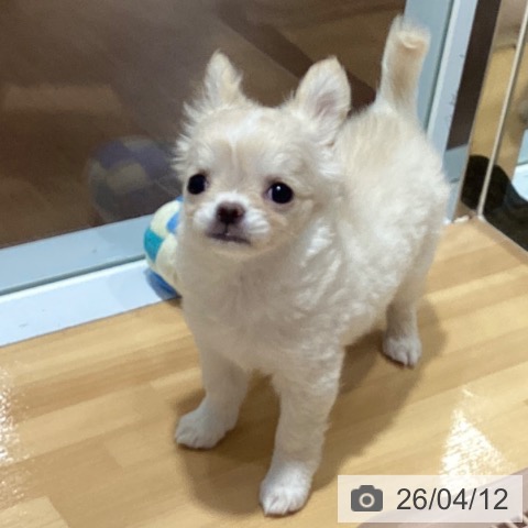 神奈川県のチワワ(ロング) (ペットプラス ビアレ横浜店/2026年1月20日生まれ/女の子/クリーム)の子犬の4枚目の画像