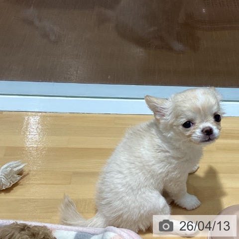 神奈川県のチワワ(ロング) (ペットプラス ビアレ横浜店/2026年1月20日生まれ/女の子/クリーム)の子犬の3枚目の画像