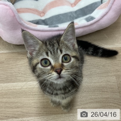 神奈川県のアメリカンショートヘアー (ペットプラス アミーゴ藤沢店/2026年1月19日生まれ/女の子/ブラウンタビー)の子猫の4枚目の画像