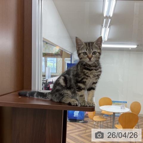 神奈川県のアメリカンショートヘアー (ペットプラス アミーゴ藤沢店/2026年1月19日生まれ/女の子/ブラウンタビー)の子猫の4枚目の画像