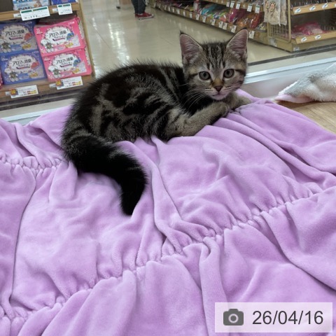 神奈川県のアメリカンショートヘアー (ペットプラス アミーゴ藤沢店/2026年1月19日生まれ/女の子/ブラウンタビー)の子猫の3枚目の画像