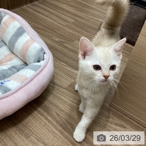 茨城県のアメリカンショートヘアー (ペッツワン 古河店/2026年1月18日生まれ/男の子/レッドタビー)の子猫の4枚目の画像