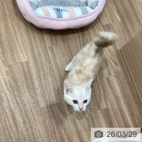 茨城県のアメリカンショートヘアー (ペッツワン 古河店/2026年1月18日生まれ/男の子/レッドタビー)の子猫の3枚目の画像