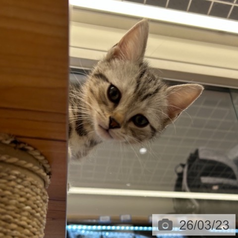 神奈川県のアメリカンショートヘアー (ペットプラス 武蔵小杉店/2026年1月18日生まれ/男の子/シルバータビー)の子猫の4枚目の画像