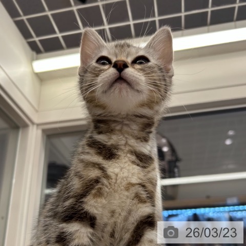 神奈川県のアメリカンショートヘアー (ペットプラス 武蔵小杉店/2026年1月18日生まれ/男の子/シルバータビー)の子猫の3枚目の画像