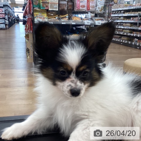 茨城県のパピヨン (ペッツワン つくば店/2026年1月18日生まれ/男の子/トライカラー)の子犬の4枚目の画像