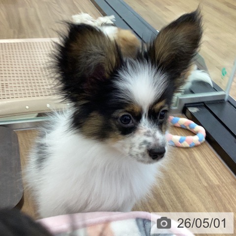 茨城県のパピヨン (ペッツワン つくば店/2026年1月18日生まれ/男の子/トライカラー)の子犬の4枚目の画像