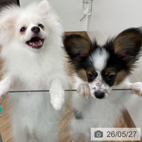 茨城県のパピヨン (ペッツワン 阿見店/2026年1月18日生まれ/男の子/トライカラー)の子犬の4枚目の画像