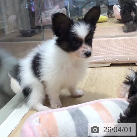 茨城県のパピヨン (ペッツワン つくば店/2026年1月18日生まれ/男の子/トライカラー)の子犬の3枚目の画像