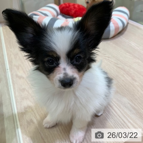 千葉県のパピヨン (ペットプラス 幕張新都心店/2026年1月18日生まれ/女の子/トライカラー)の子犬の3枚目の画像