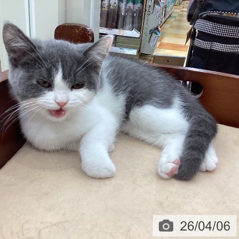 山梨県のブリティッシュショートヘアー (ペットプラス 甲府国母店/2025年12月31日生まれ/女の子/ブルーホワイト)の子猫の3枚目の画像