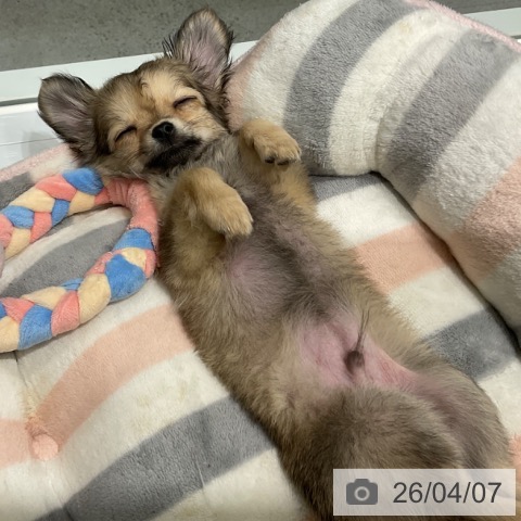 東京都のチワワ(ロング) (ペットプラス 立川高島屋S.C.店/2026年1月19日生まれ/男の子/フォーン)の子犬の4枚目の画像