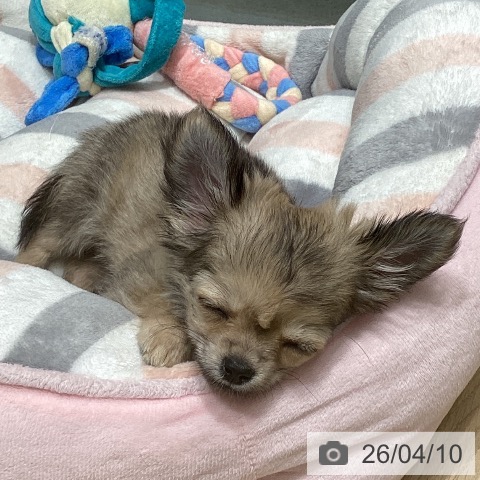 東京都のチワワ(ロング) (ペットプラス 立川高島屋S.C.店/2026年1月19日生まれ/男の子/フォーン)の子犬の4枚目の画像